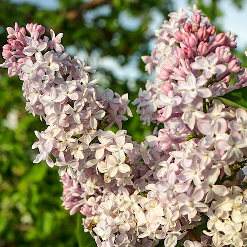 Flieder Katherine Havemeyer