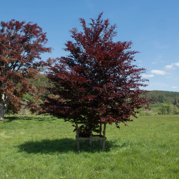 Rode Beukenboom Rode Beukenboom