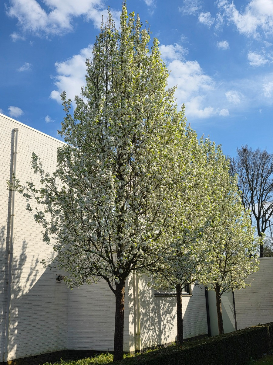 Pyrus call. Chanticleer