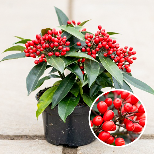 Skimmia japonica Reevesiana