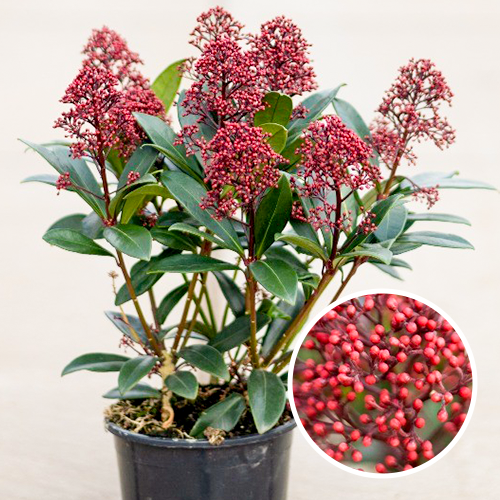 Skimmia japonica Rubella