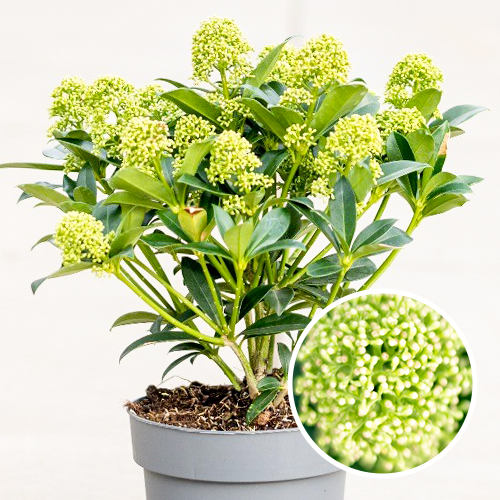 Skimmia japonica White Globe