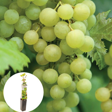 Witte druif Solaris
 Witte druif Solaris
