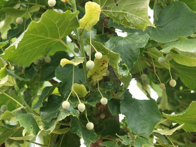 Tilia platyphyllos