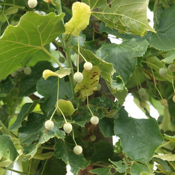 Tilia platyphyllos Tilia platyphyllos