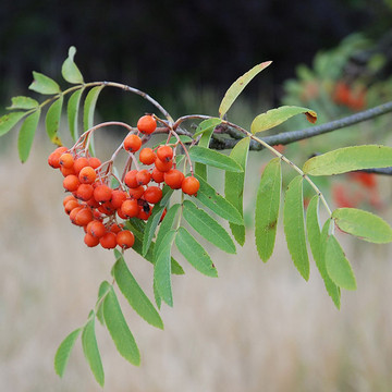 Sorbus aucuparia Sorbus aucuparia