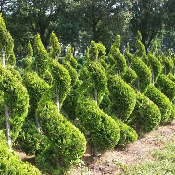 Thuja Smaragd Spiraal Thuja Smaragd Spiraal