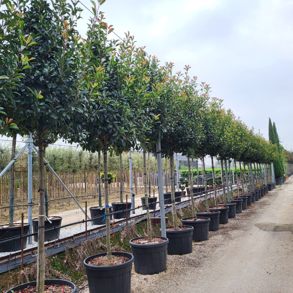 Photinia red robin hoogstam
