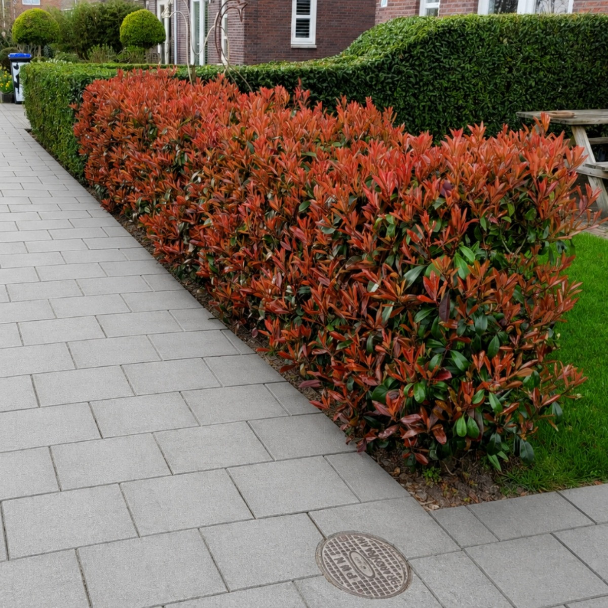 Photinia red robin haag voortuin