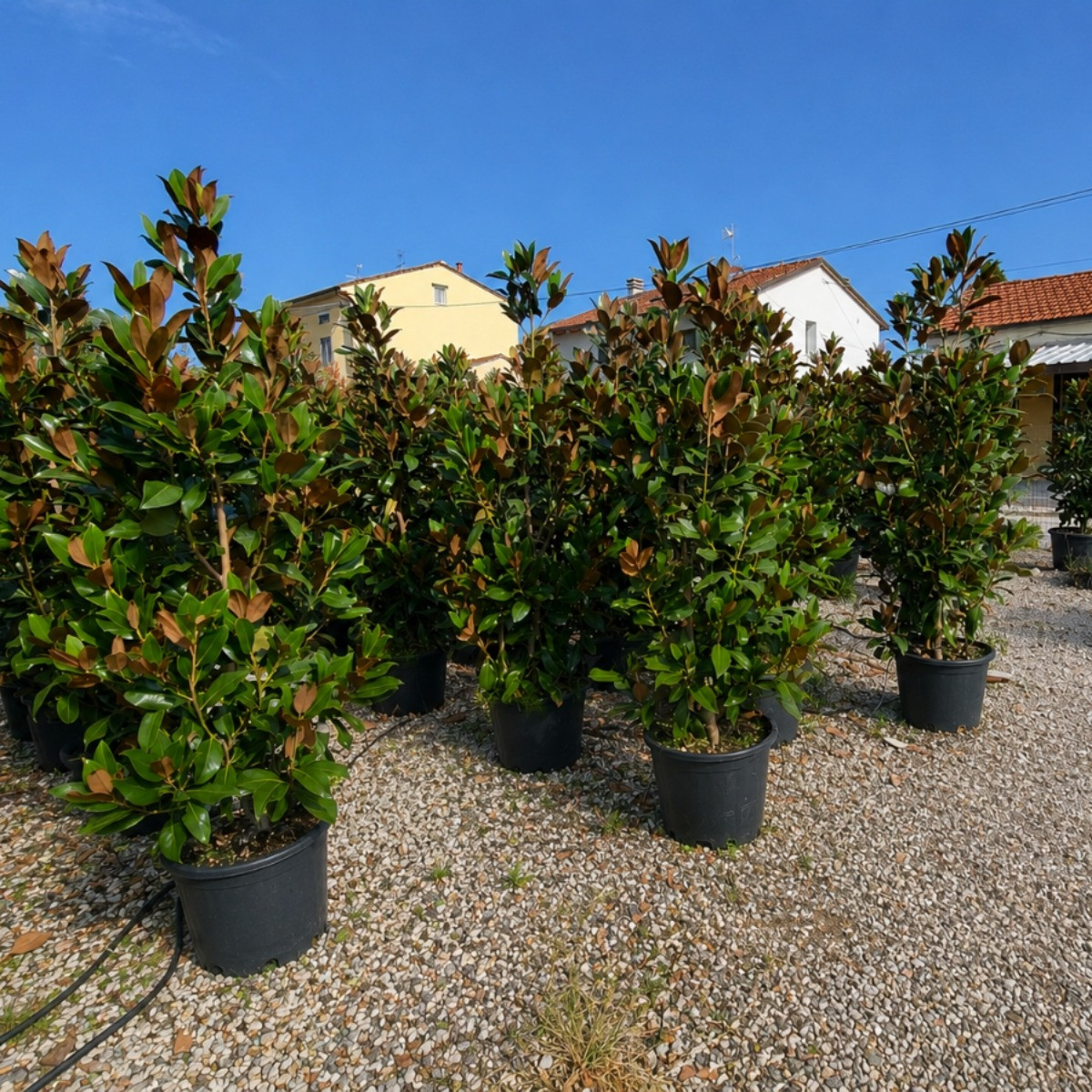 Magnolia grandiflora Gallisoniensis