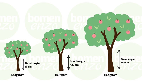 Apfelbaum Delcorf