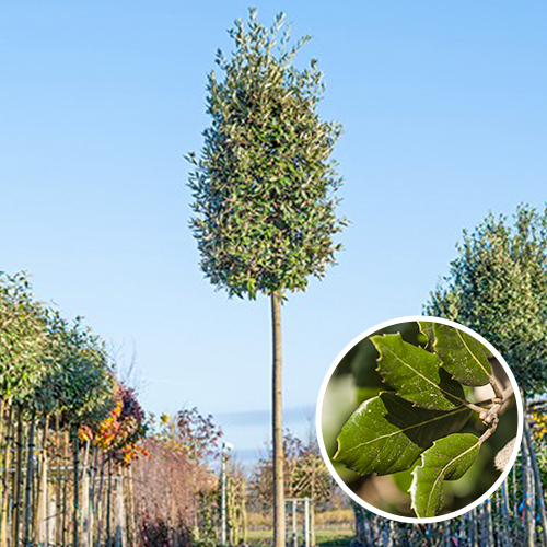 Steeneik Quercus ilex detail