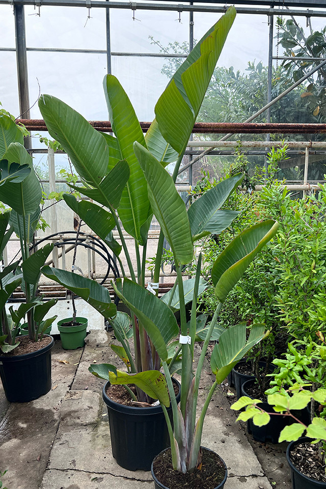 Strelitzia Augusta - Paradijsvogelplant