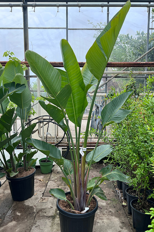 Strelitzia Augusta | Bestel nu een Paradijsvogelplant bij Bomenenzo
