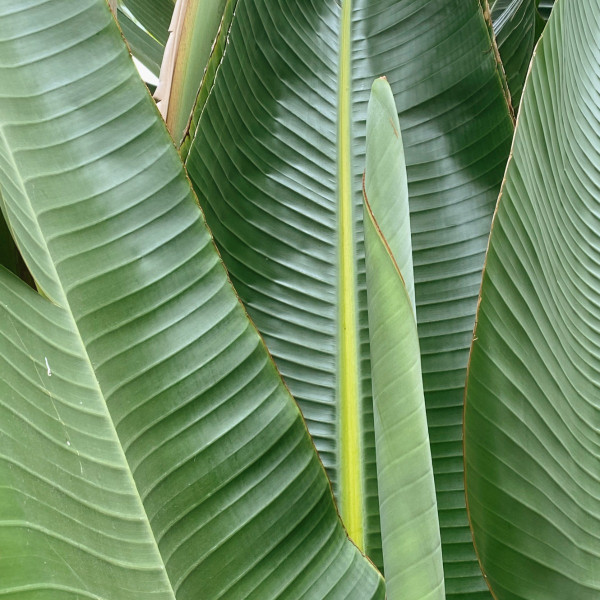 Strelitzia nicolai | Bestellen Sie jetzt eine Paradiesvogelpflanze bei  Baumschuleonline.de