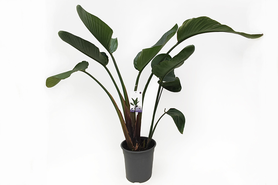 Strelitzia nicolai