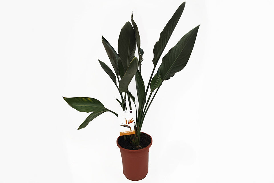 Strelitzia reginae