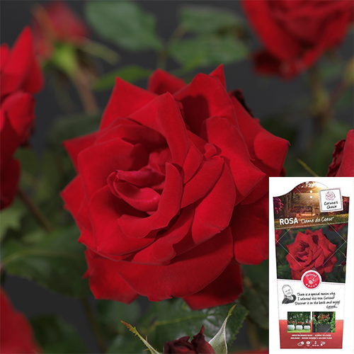 Edelrose Dame de Coeur