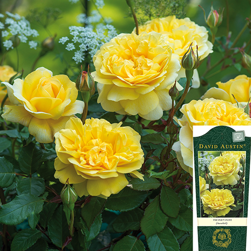 Rosa The Poet's Wife