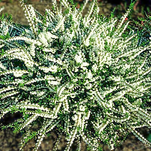 Calluna vulgaris Kinlochruel