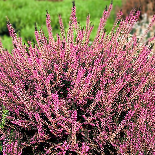 Calluna vulgaris Marleen