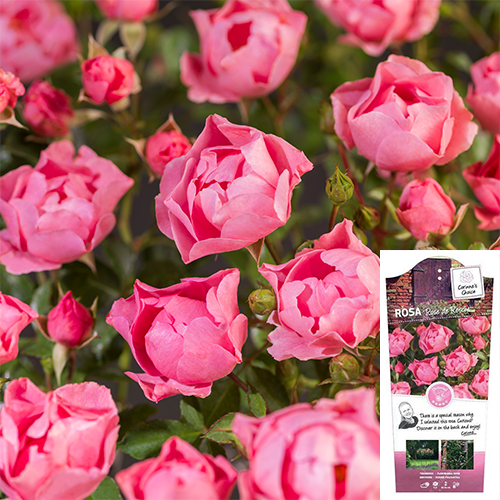 Struikroos Rose de Rescht C3