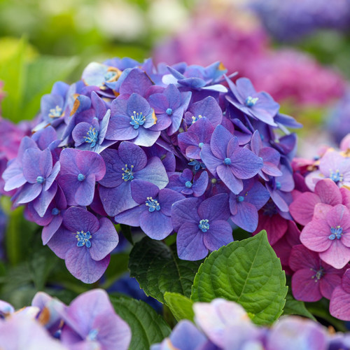 Hydrangea Endless Summer - Summer Love Paars