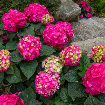 Hydrangea Endless Summer - Summer Love Rood Hydrangea Endless Summer - Summer Love Rood