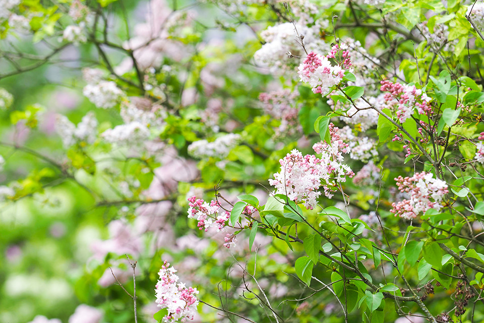 Syringa vulgaris 'Beauty of Moscow' - Gewone Sering