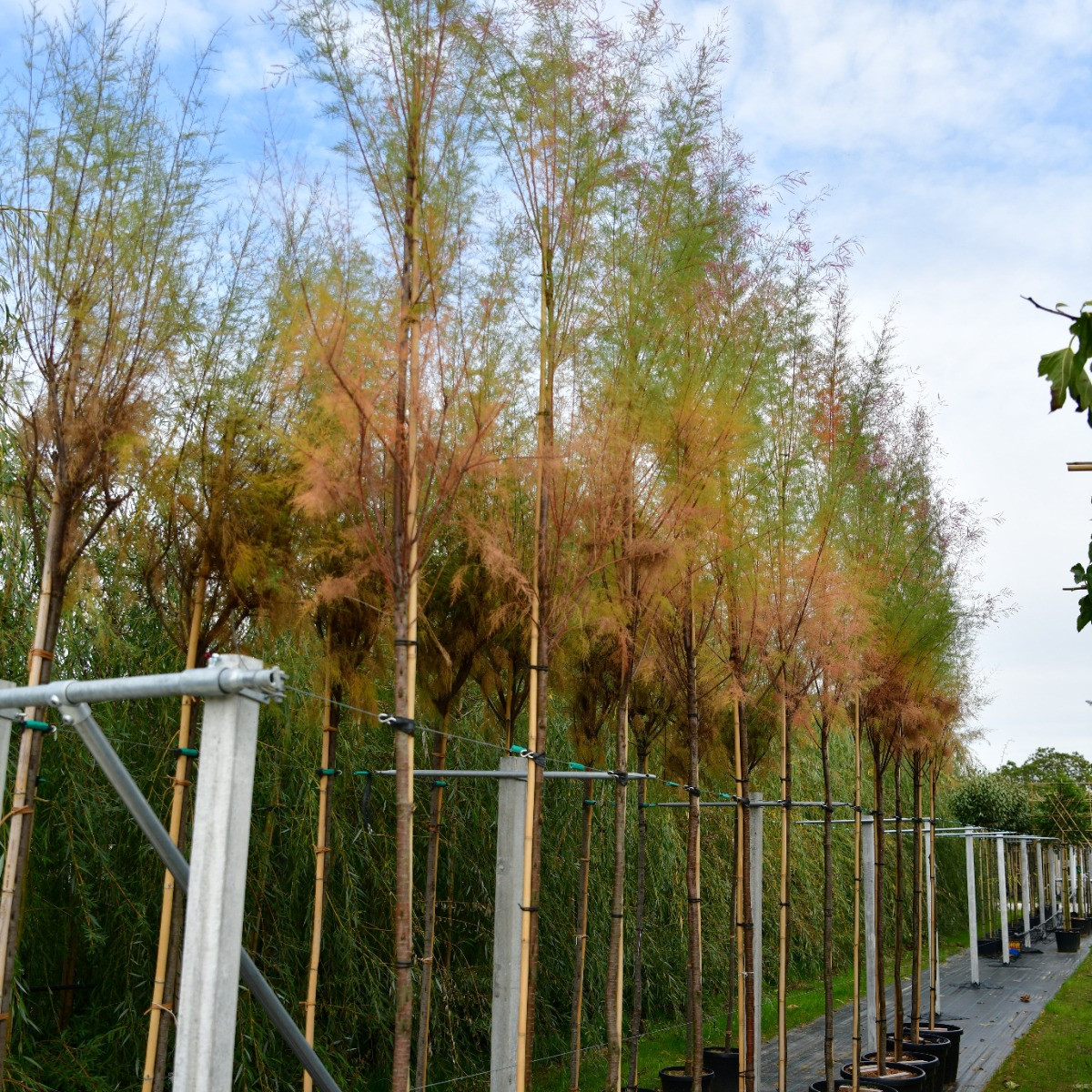 Tamarix Pink Cascade