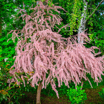 Tamarix tetrandra
 Tamarix tetrandra