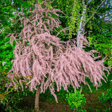 Tamarix tetrandra Tamarix tetrandra