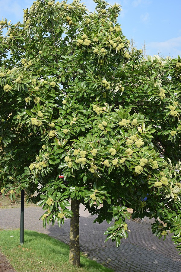 hibiskus dünger test Hibiskus Dünger - Mineralischer NPK Flüssigdünger mit Stickstoff