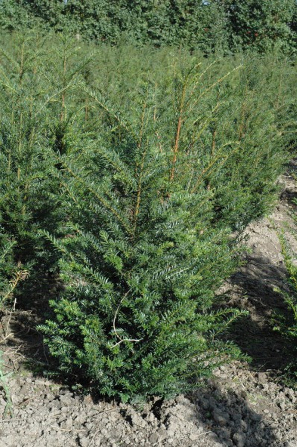 Taxus Baccata | Eibe | Baumschuleonline