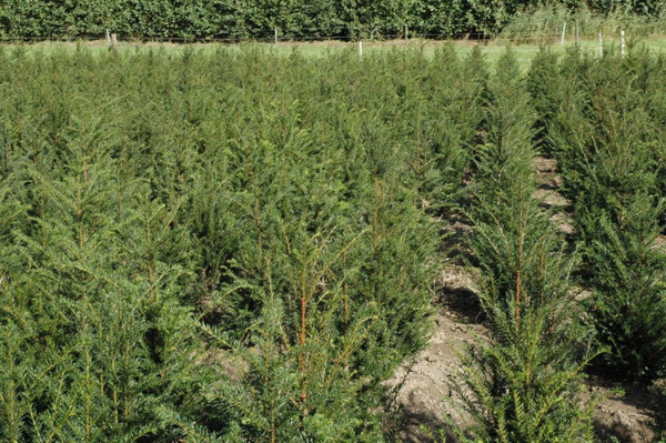 Taxus baccata kopen | Van eigen kwekerij | Vanaf 7.50 | Coniferen.nl