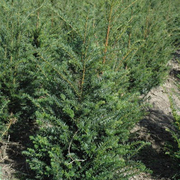 Taxus baccata 80/100 Taxus baccata 80/100