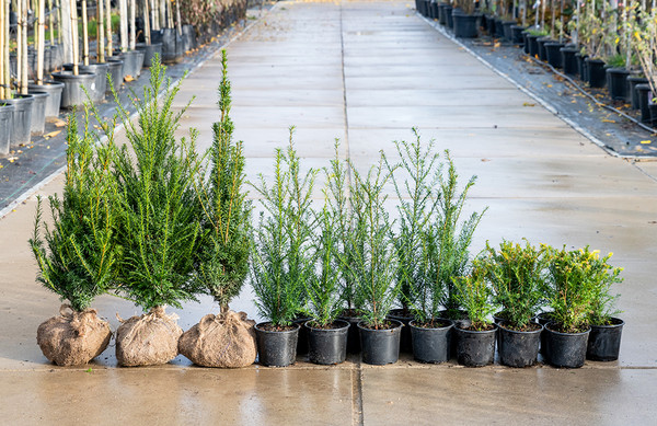 Taxus Baccata | Eibe | Baumschuleonline