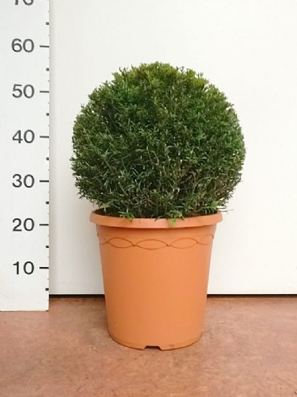 fargesia sp. Fargesia sp Jiuzhaigou I