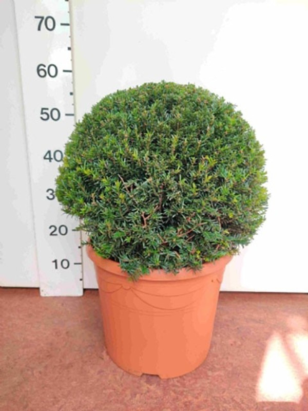Kugeleibe | Taxus Baccata | Baumschuleonline