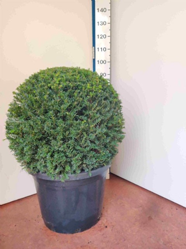 Kugeleibe | Taxus Baccata | Baumschuleonline