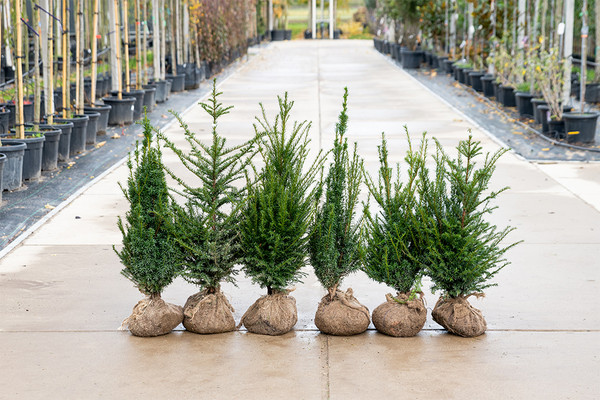 Taxus Baccata | Eibe | Baumschuleonline