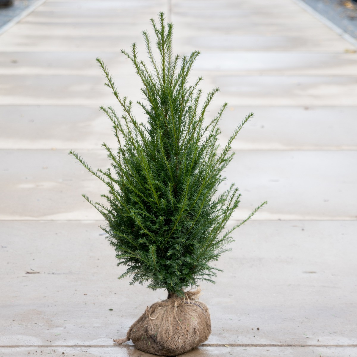 Taxus Baccata