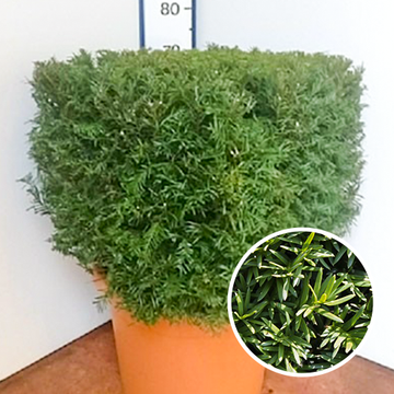 Taxus baccata Blokvorm  Taxus baccata Blokvorm