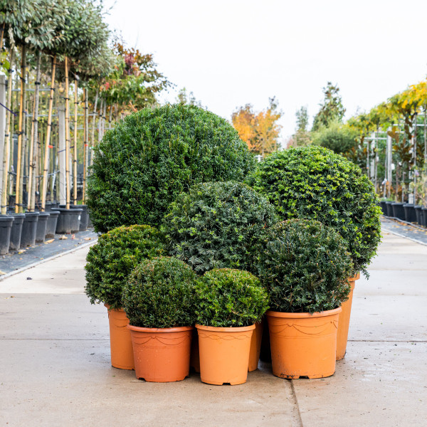 zimmerpflanze buschig Luna's Leaf Co. - Geigenfeige buschig – Ficus lyrata - 155 cm
