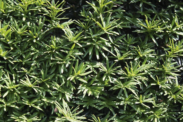 Taxus baccata Fertighecke detail