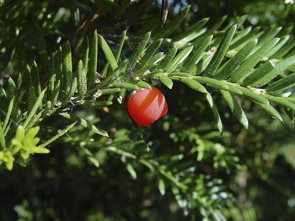 Taxus Baccata Blockform kaufen | Aus eigener Baumschule