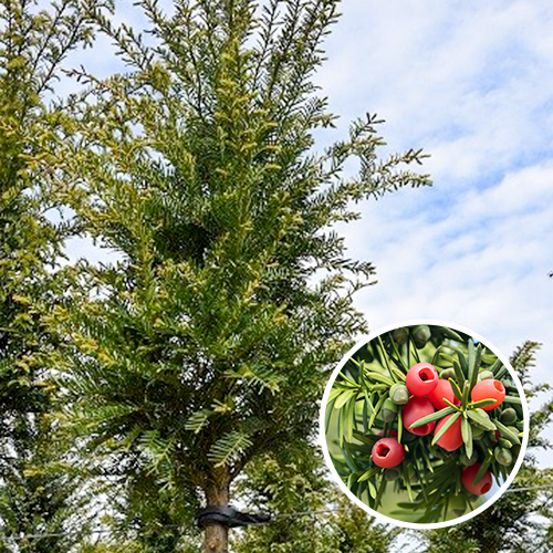 Taxus Baccata Hoogstam