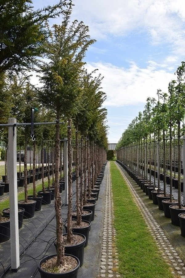 eibe türkisch Europäische Eibe - Taxus baccata main image 1