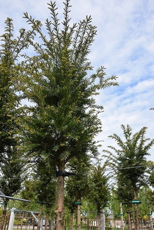 Taxus Baccata kaufen | Europische Eibe | Baumschuleonline