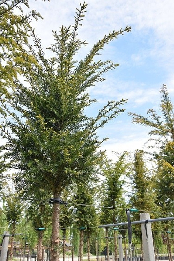 aurea nana thuja Thuja orientalis 'Aurea Nana' - Big and Bushy - Height 120-150cm main image 1